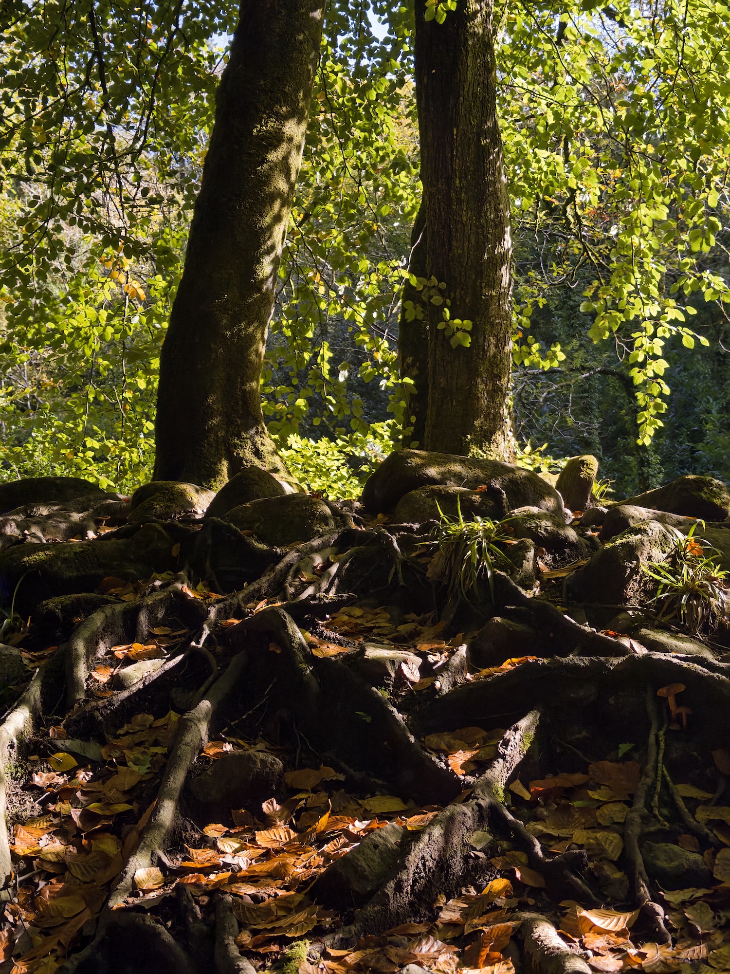Trees on a mound